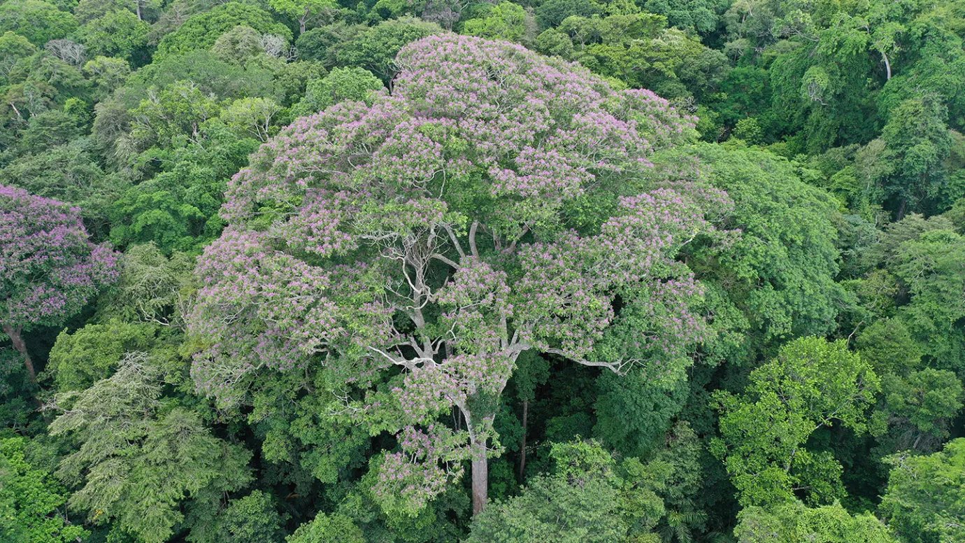 Some tropical trees act as lightning rods to fend off rivals